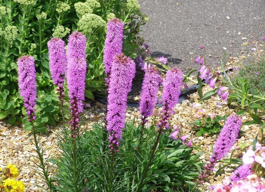 Лиатрис спиката spicata. Лиатрис колосковый Liatris spicata. Лиатрис Floristan Violett. Лиатрис гайфитер