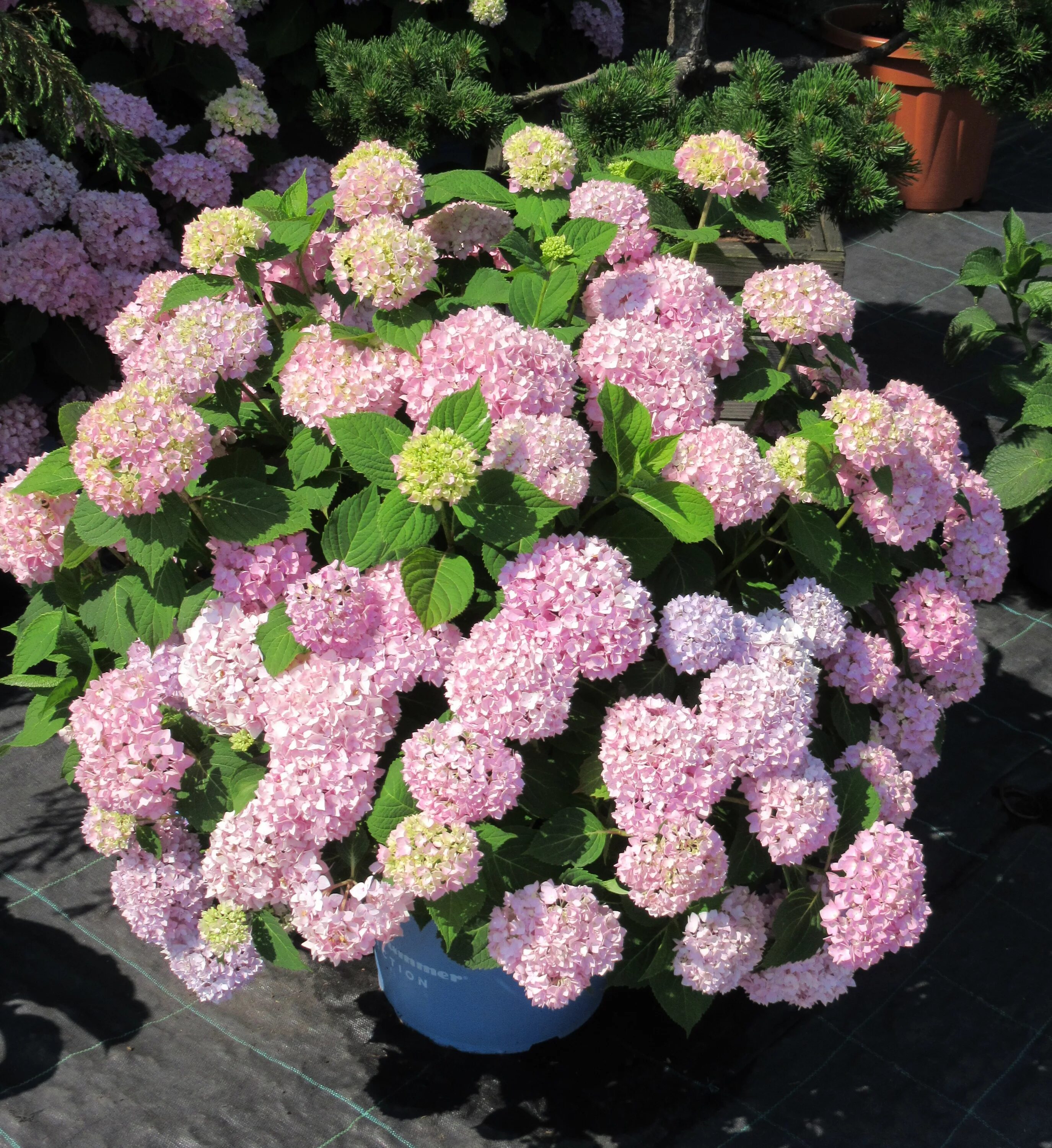hydrangea Hydrangea, Plants, Garden