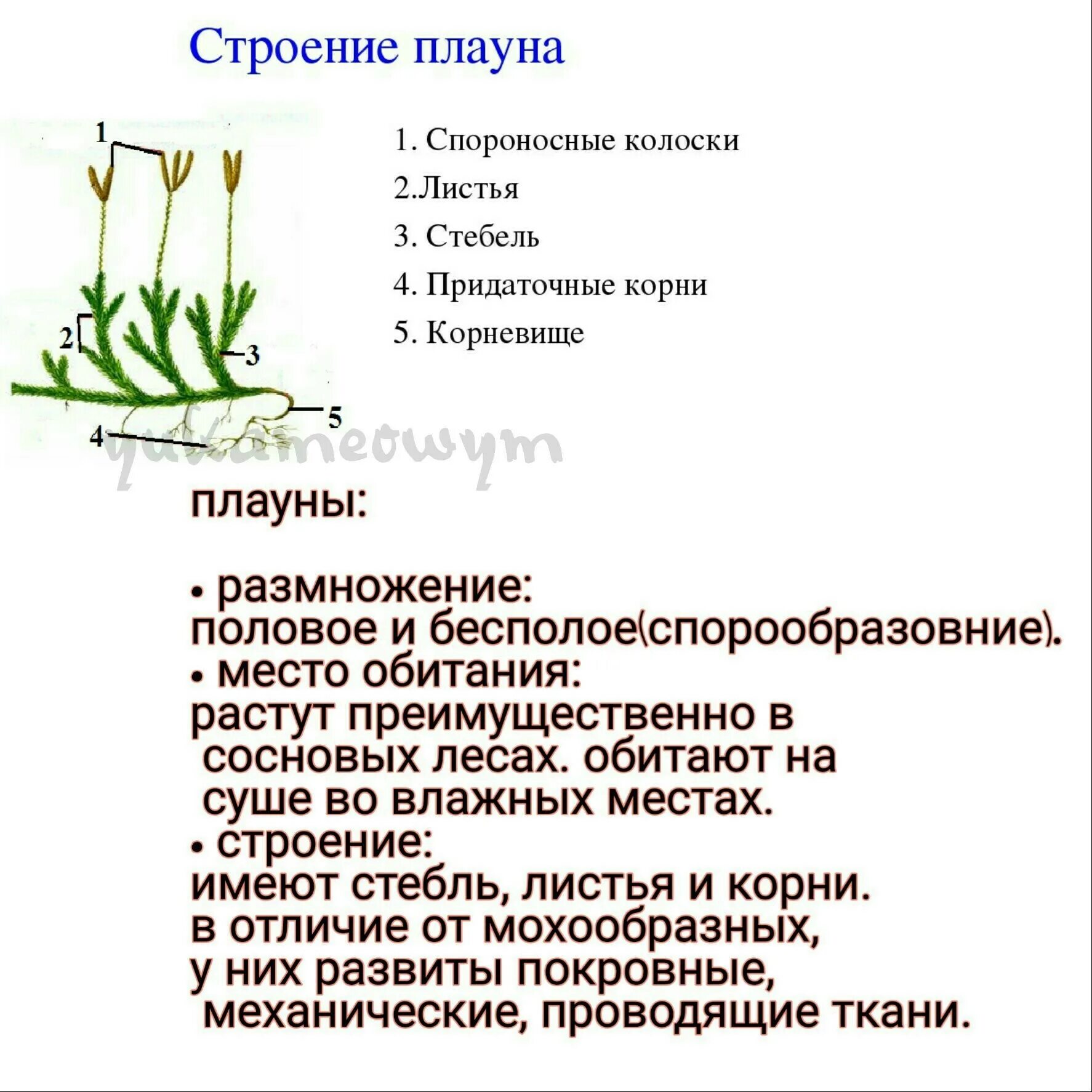 Корни тип корневой системы плаун. Строение плауна. строение плаунов. хвощи и плауны строение. высшие растения строение.