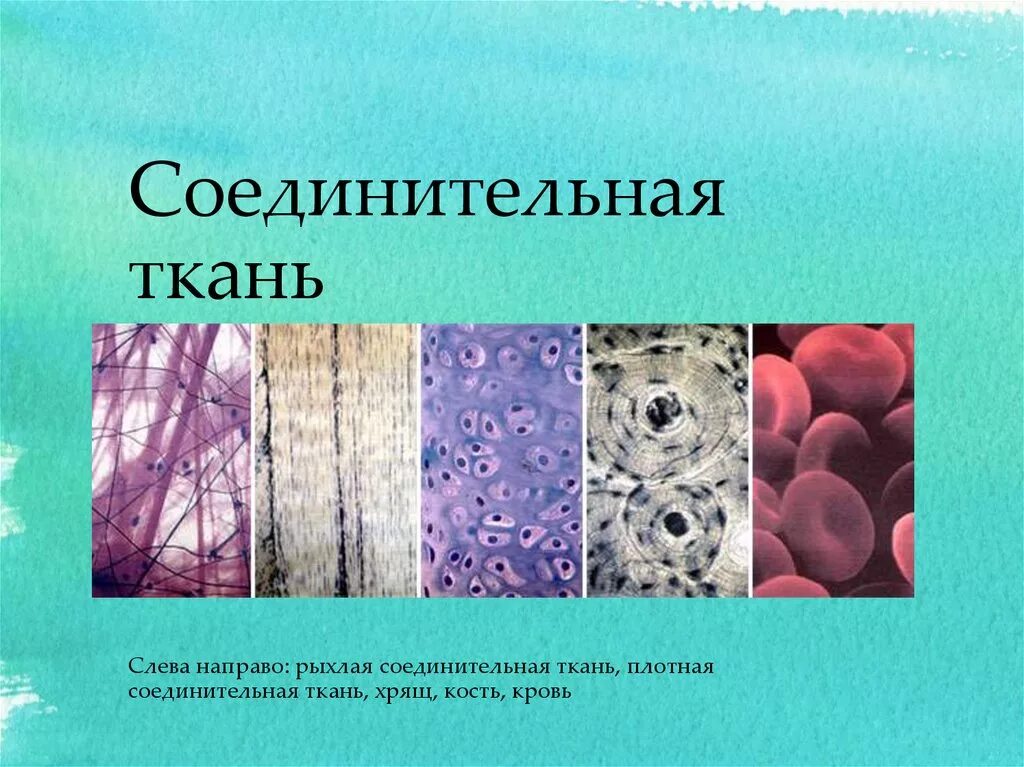 Соединительная ткань какие. Типы волокон соединительной ткани. Соединительная ткань рыхлая костная хрящевая. Соединительная ткань 5 класс биология. Плотная хрящевая костная соединительная ткань.