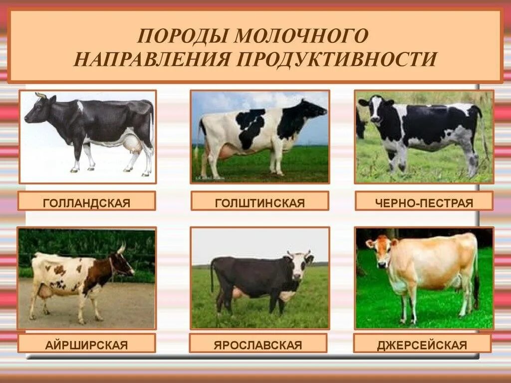 Породы коров молочного направления молочного направления. Породы крс молочного направления. Породы мясо-молочного направления продуктивности крс. Казахская белоголовая порода крупного рогатого скота. Породы коров в животноводстве.