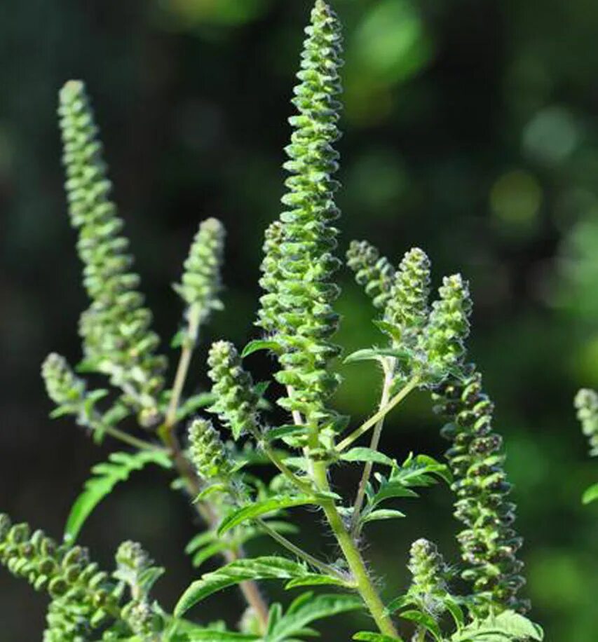 Амброзия полынная. Амброзия полыннолистная (Ambrosia artemisiifolia l.). Полынь амброзия. Амброзия и лебеда. Описания сорта амброзия