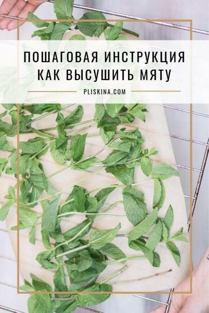 Как высушить мяту на зиму. Сушка мяты перечной. мята перечная высушенная. мята перечная сушка. сушка мяты для чая на зиму.