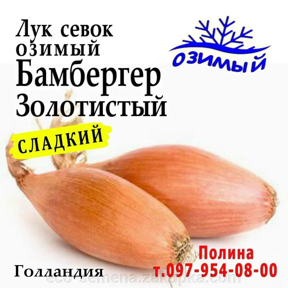 Лук сорт бамбергер отзывы. Лук севок бамбергер голландия. лук олина бамбергер. бамбергер лук севок характеристика. лук шалот бамбергер.