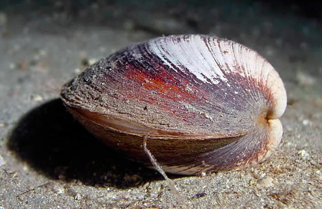Моллюск океанический венус. Циприна исландская моллюск. Двустворчатый моллюск arctica islandica. Беззубка обыкновенная (anodonta cygnea). Сообщение о любом моллюске.