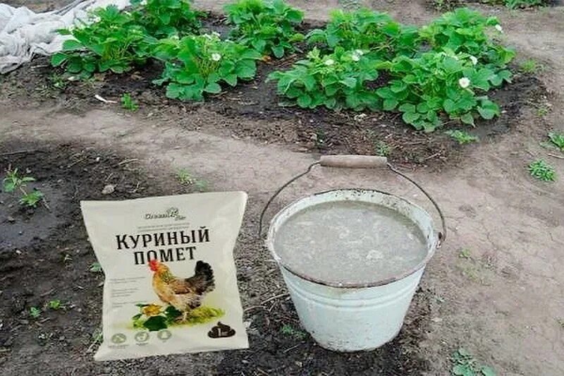 Куриный помет. Настой из куриного помета. Подкормка помидоров куриным пометом.