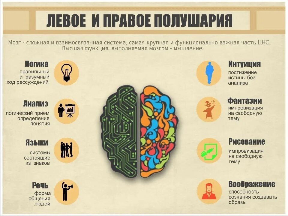 Правом полушарии. За что отвечает левое и правое полушарие головного мозга. За что отвечают полушария головного мозга человека левое и правое. За что отвечает правое полушарие головного мозга у мужчин. За что отвечает левое полушарие мозга у ребенка.