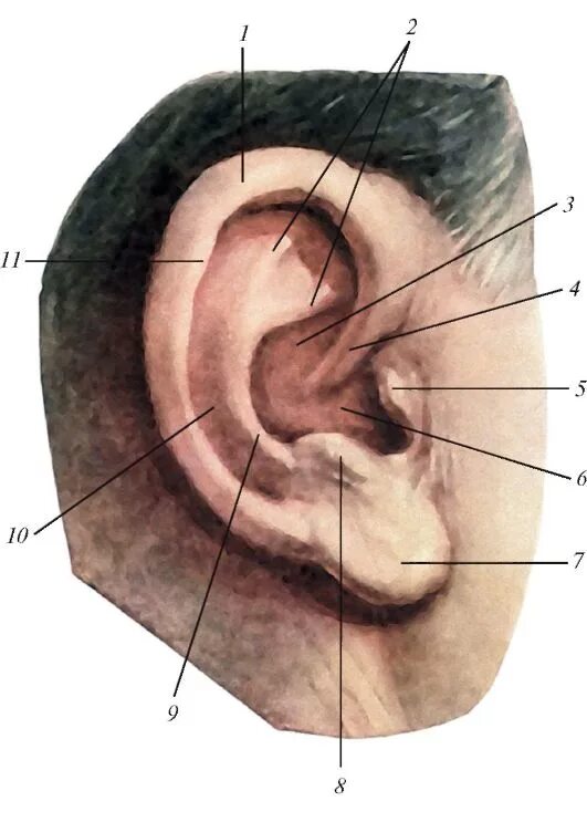 Что такое ушная раковина. Козелок ушной раковины анатомия. Строение уха козелок. Мочка ушной раковины анатомия. Противокозелок уха анатомия.