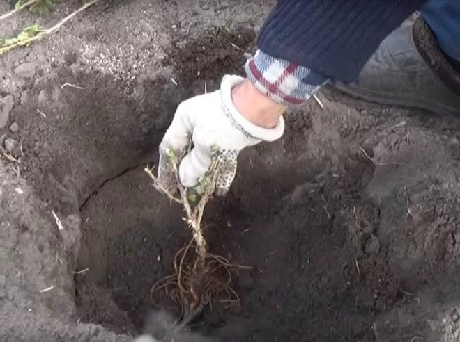 Как правильно посадить хрен