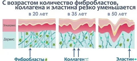 Синтез коллагена фибробластами