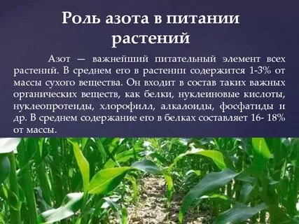 Роль азота в жизни растений
