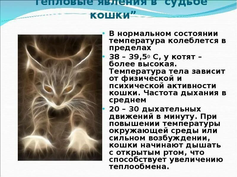 Сердцебиение у котят