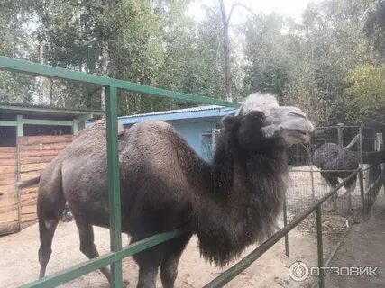 Зоопарк березовая роща новосибирск