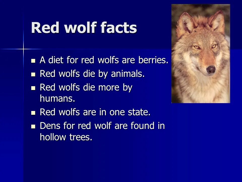 Русский вольф. Wolf на английском. Fact file о волке на английском. Факты о волках на англ. Red Wolf Red book.