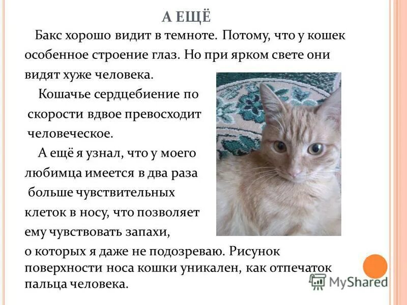 Проект на тему лучший друг человека кошка Почему мы любим кошек и собак презентация к уроку Окружающий мир