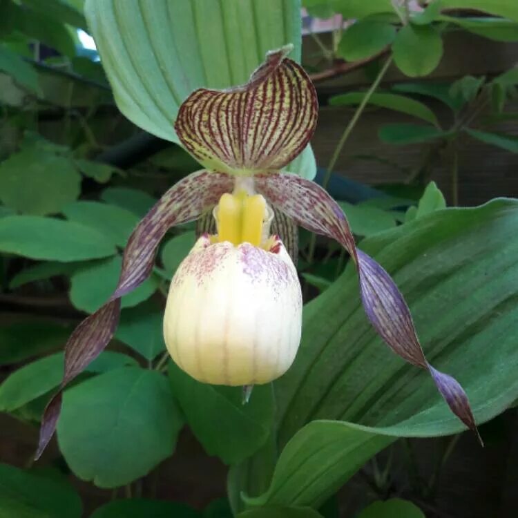 Victoria orchid. Victoria orchid
