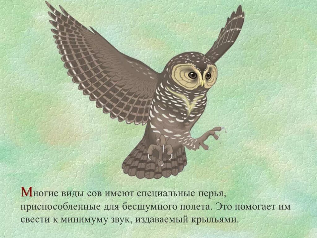 Сова руками звук. Сова интересные факты для детей. Интересные Совы. Интересные факты о совах. Интересное о совах для детей.