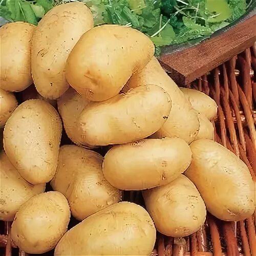 Группа картофель
