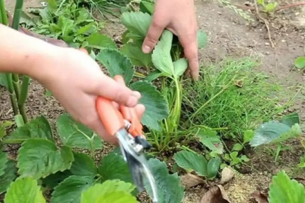 Клубника осенью. Клубника уход осенью подготовка. Кусты клубники после зимы. Кусты клубники подготовка к зиме. Клубника после зимы.