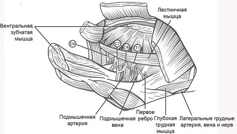 Зубчатый нерв