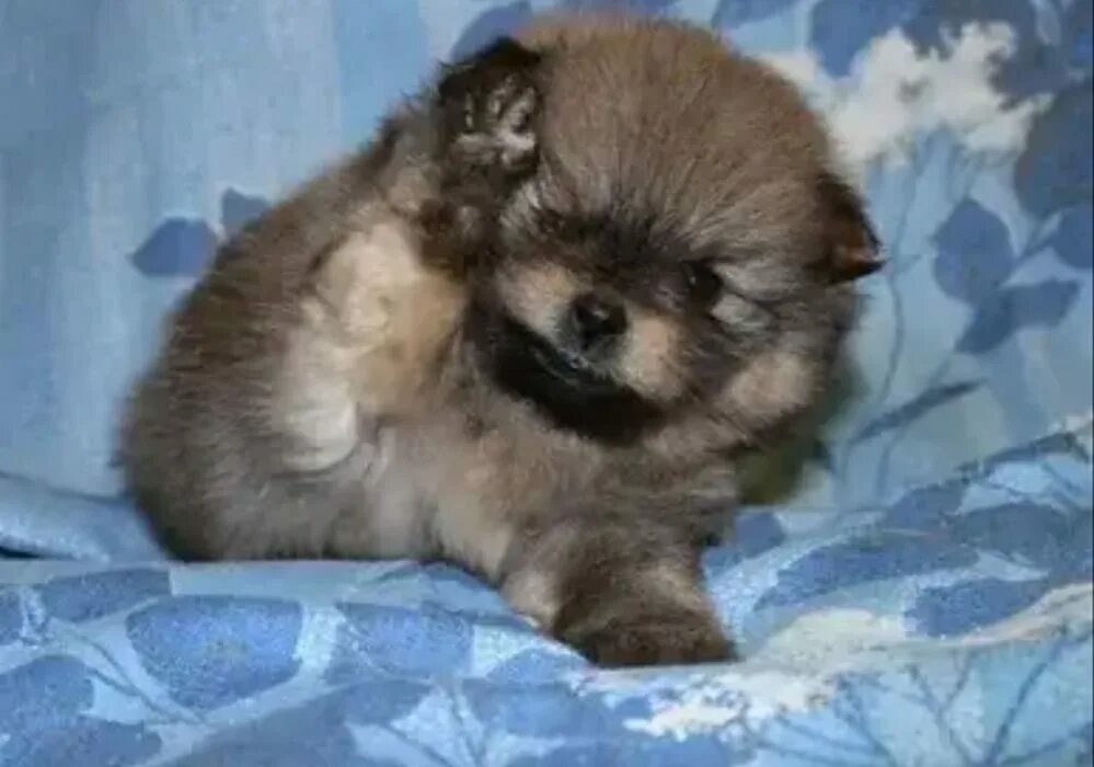 Щенок померанского шпица 1. Померанский шпиц 1. Щенки немецкого шпица 1 месяц. 2 померанских шпица. 5 месяца.