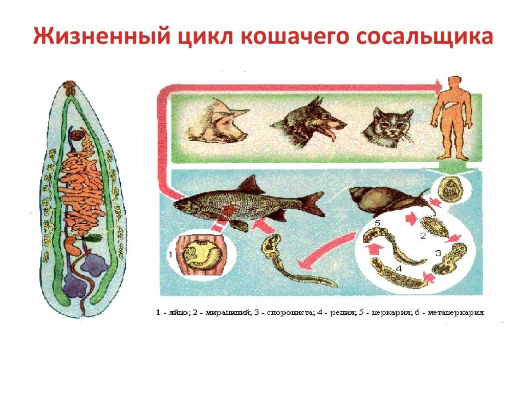 Систематика сосальщиков. Цикл развития кошачьего сосальщика биология. Жизненный цикл ланцетовидного сосальщика схема. Ланцетовидный сосальщик жизненный цикл. Жизненный цикл кошачьего сосальщика схема.