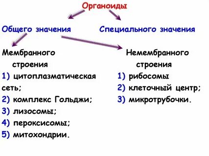 Немембранные органоиды лизосомы