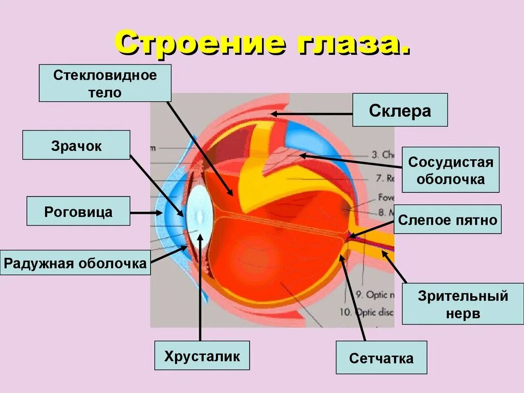 Глаза их строение. Глаза их строение