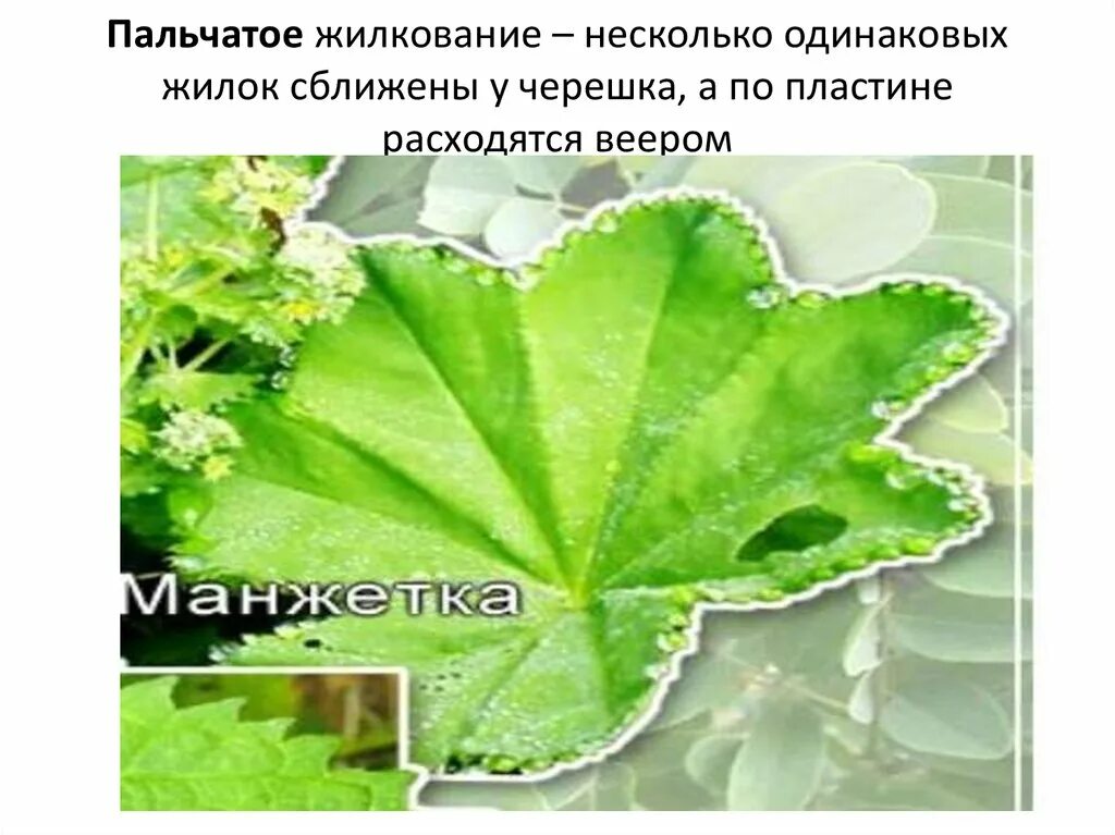 Какое жилкование листьев у манжетки. Манжетка обыкновенная жилкование листа. жилкование листа герани. лист герани жилкование листа. пеларгония лист какое жилкование.