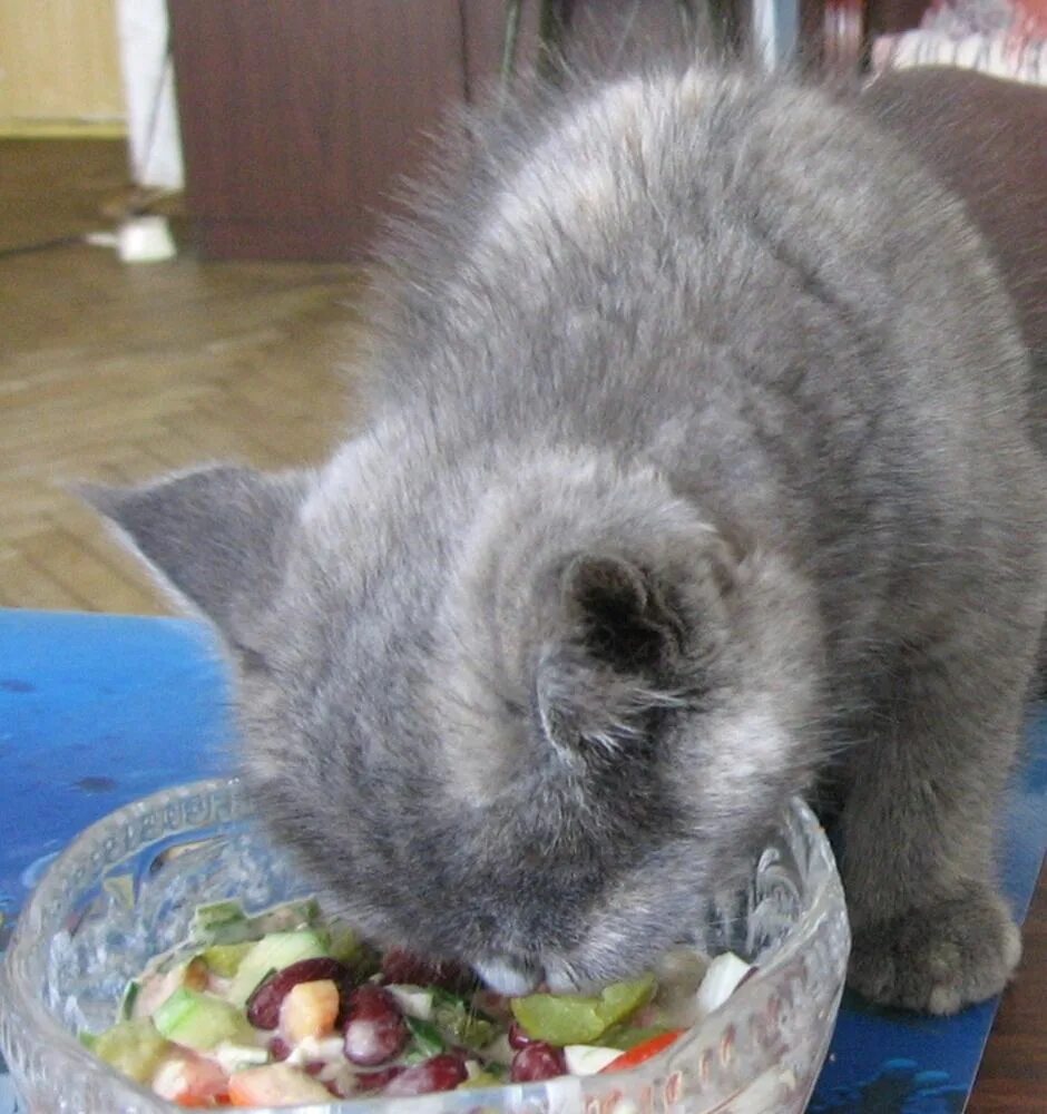 Как приучить кошку к еде. Как приучить котенка к еде. как кошка приучает котят к еде. как котёнка приучить к мяте. как приучать котенка к еде и воде.