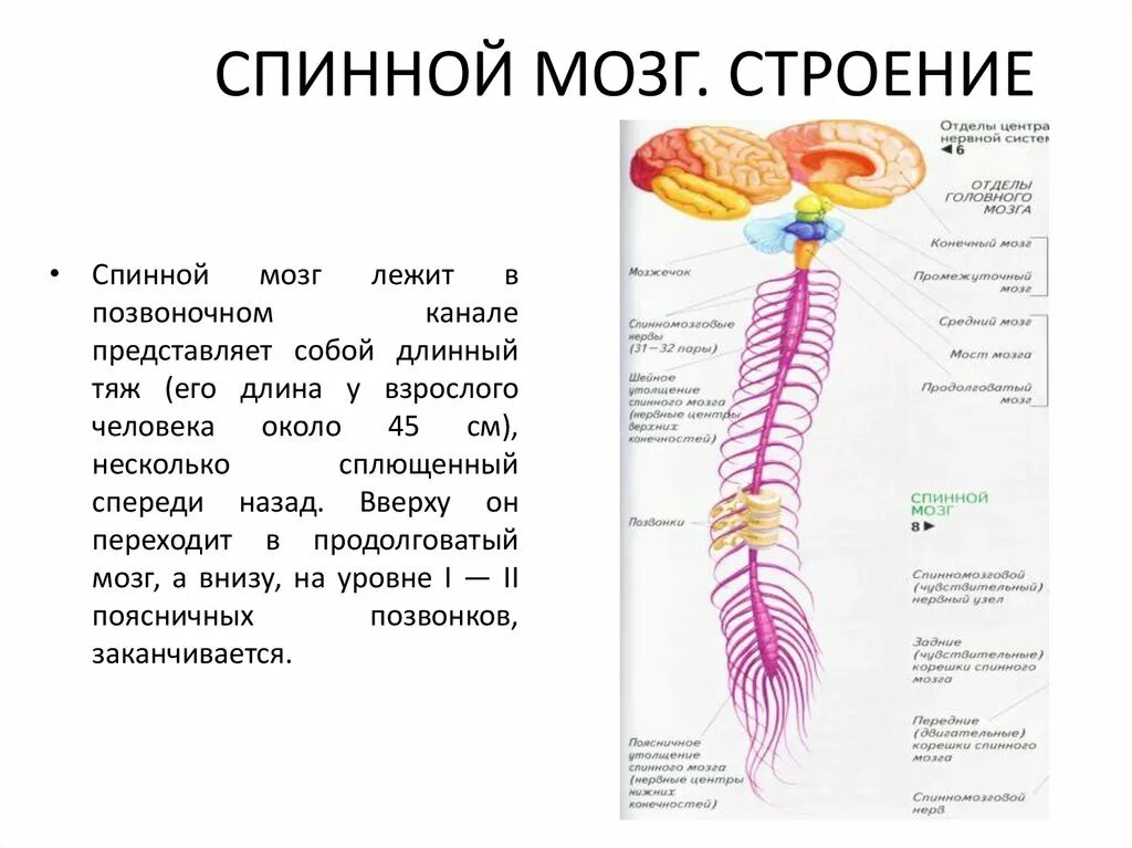 Строение спинного мозга анатомия. Развитие спинного мозга. Структура сегмента спинного мозга. Спинной мозг презентация анатомия.