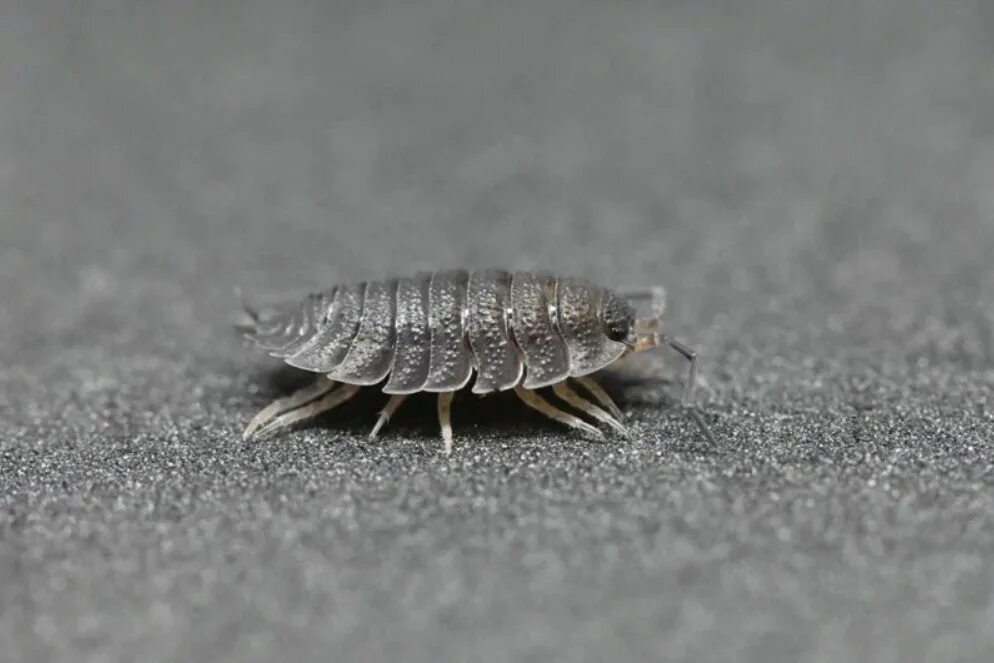 Мокрица-броненосец обыкновенная. Мокрицы Porcellio ornatus. Мокрица детеныш. Мокрица в ванной.