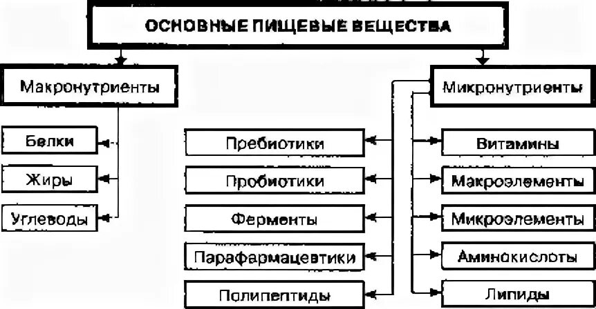 Основные виды питательных веществ