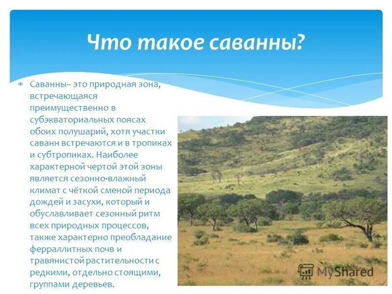 Саванны редколесья и кустарники климат. Саванна это природная зона. Саванны субэкваториального пояса.