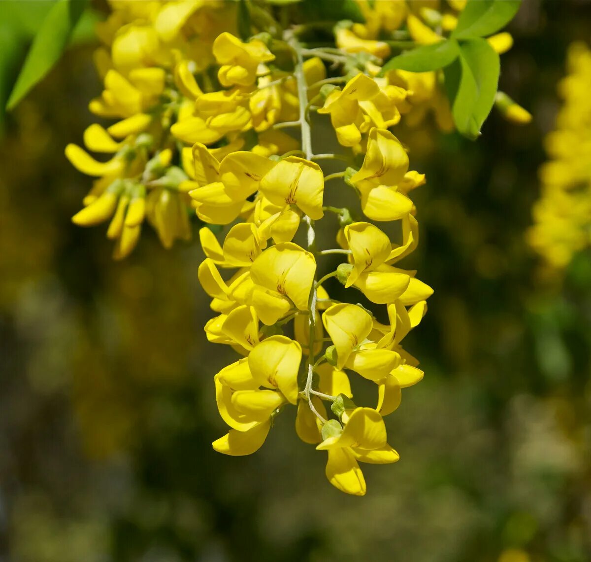 Бобовник золотой дождик купить саженцы. Бобовник Laburnum. Бобовник анагировидный. Бобовник Альпийский. Бобовник анагировидный (Laburnum anagyroides).