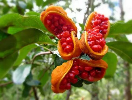 Strange fruit