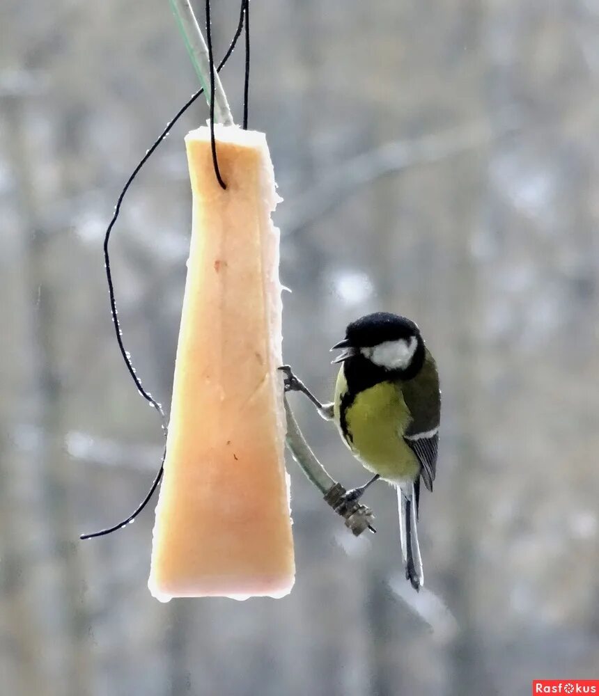 как прикрепить сало для синичек