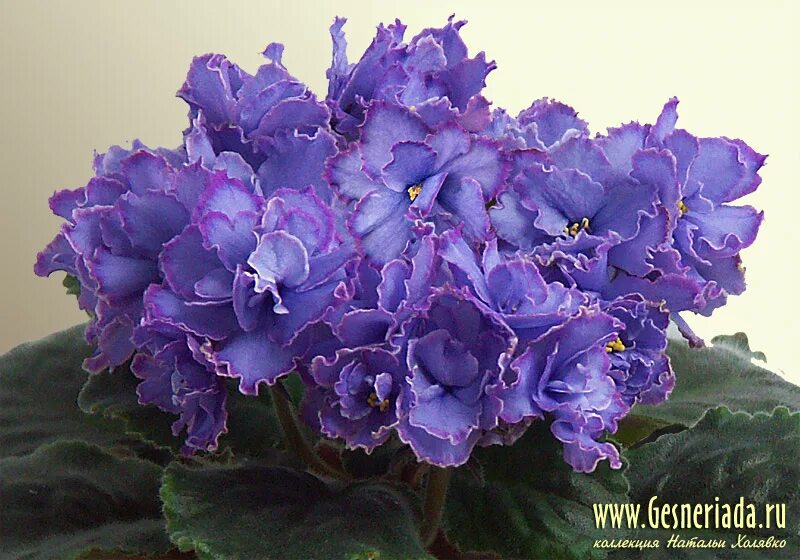 фиалка ален органза блу. сорт фиалки синий иней. фиалка ек голубая лагуна. описание голубой фиалки. блю дракон фиалка.