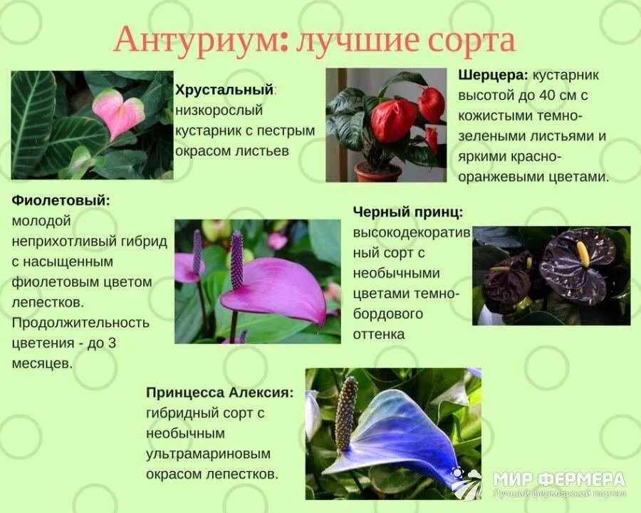 Антуриум шерцера растение. Антуриум описание растения. Цветок антуриум описание. Цветок антуриум описание. Цветок антуриум описание.