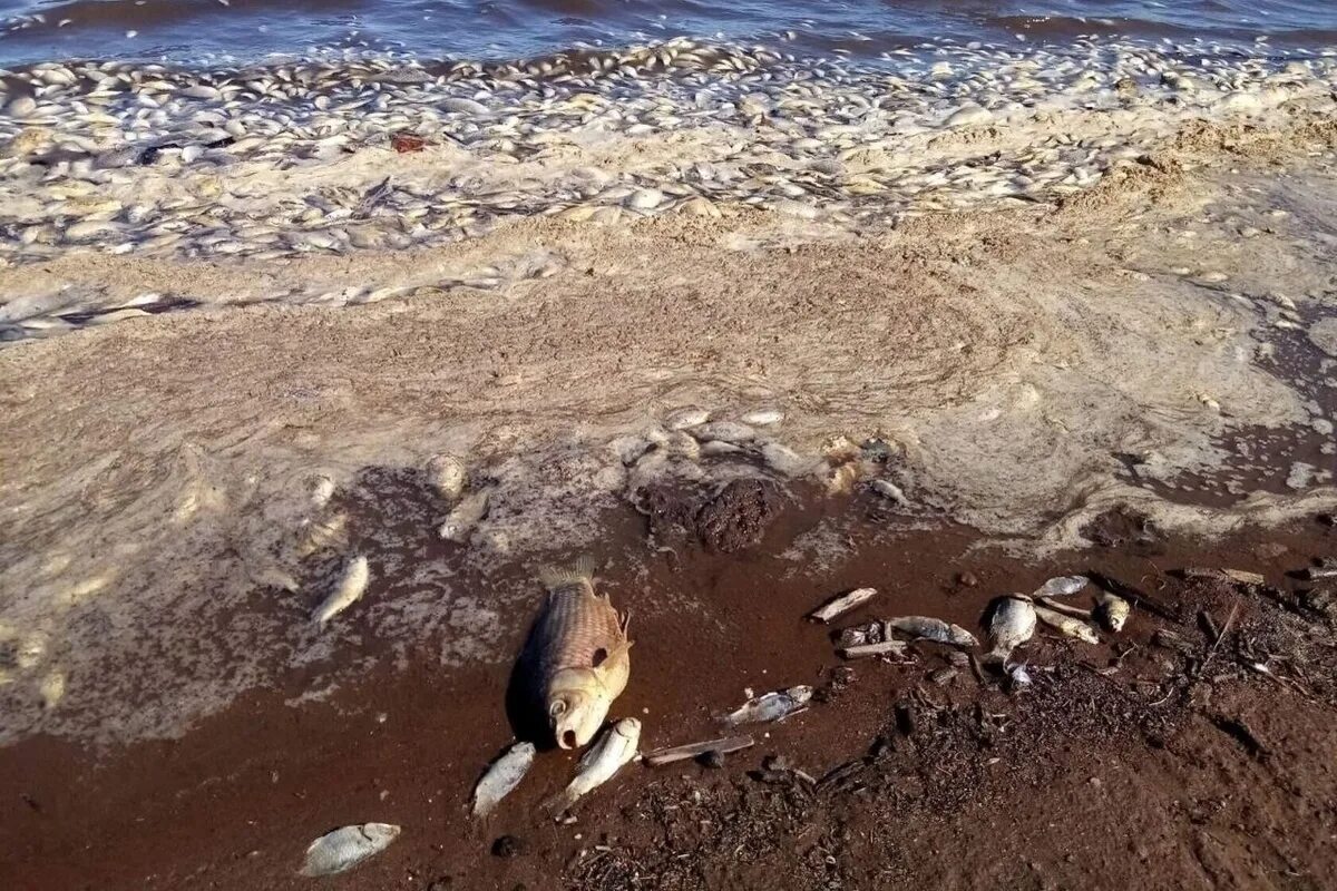 Мертвые водоемы. Аральское море гибель рыбы. Мертвая рыба на берегу. Рыба выброшенная на берег.