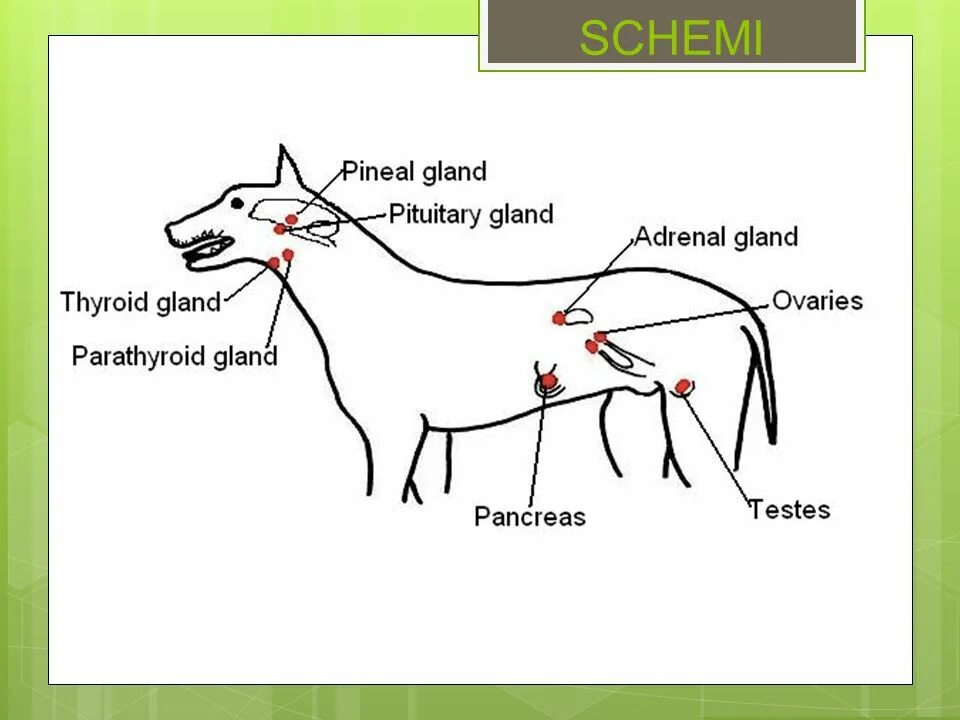 Лимфоузлы надпочечников. Железы внутренней секреции собаки. Система органов внутренней секреции собак. Органы эндокринной системы животных. Эндокринная система животных схема.