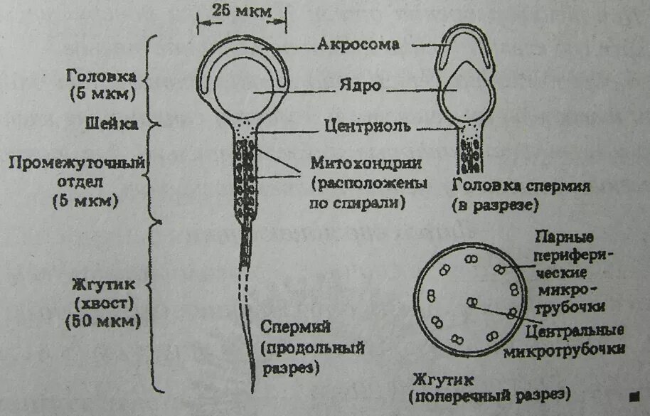 Мужская половая клетка. Строение сперматозоида центросома. Строение хвостика сперматозоида. Строение спермиев Ветеринария.