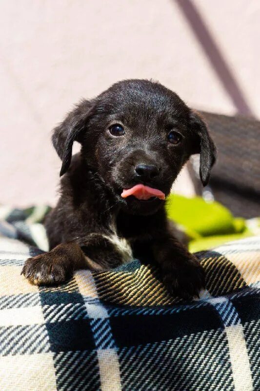 Отдам собаку в добрые руки ростов на дону. В хорошие руки в ростове. Собака в добрые руки в таганроге. В хорошие руки в ростове. В хорошие руки в ростове.