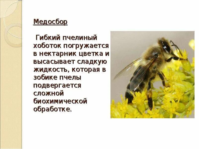 Пчеловодство 3 класс. Доклад о пчелах. интересные факты о пчелах. удивительные пчелы презентация. пчела 3 класс окружающий мир.