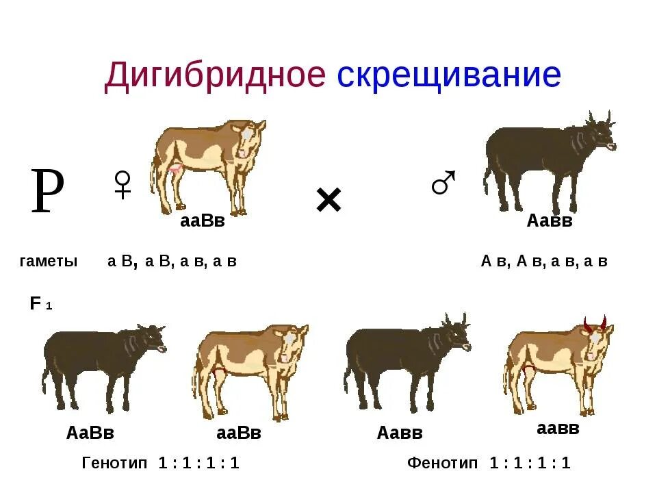 Скрестили серую рогатую овцу с черным