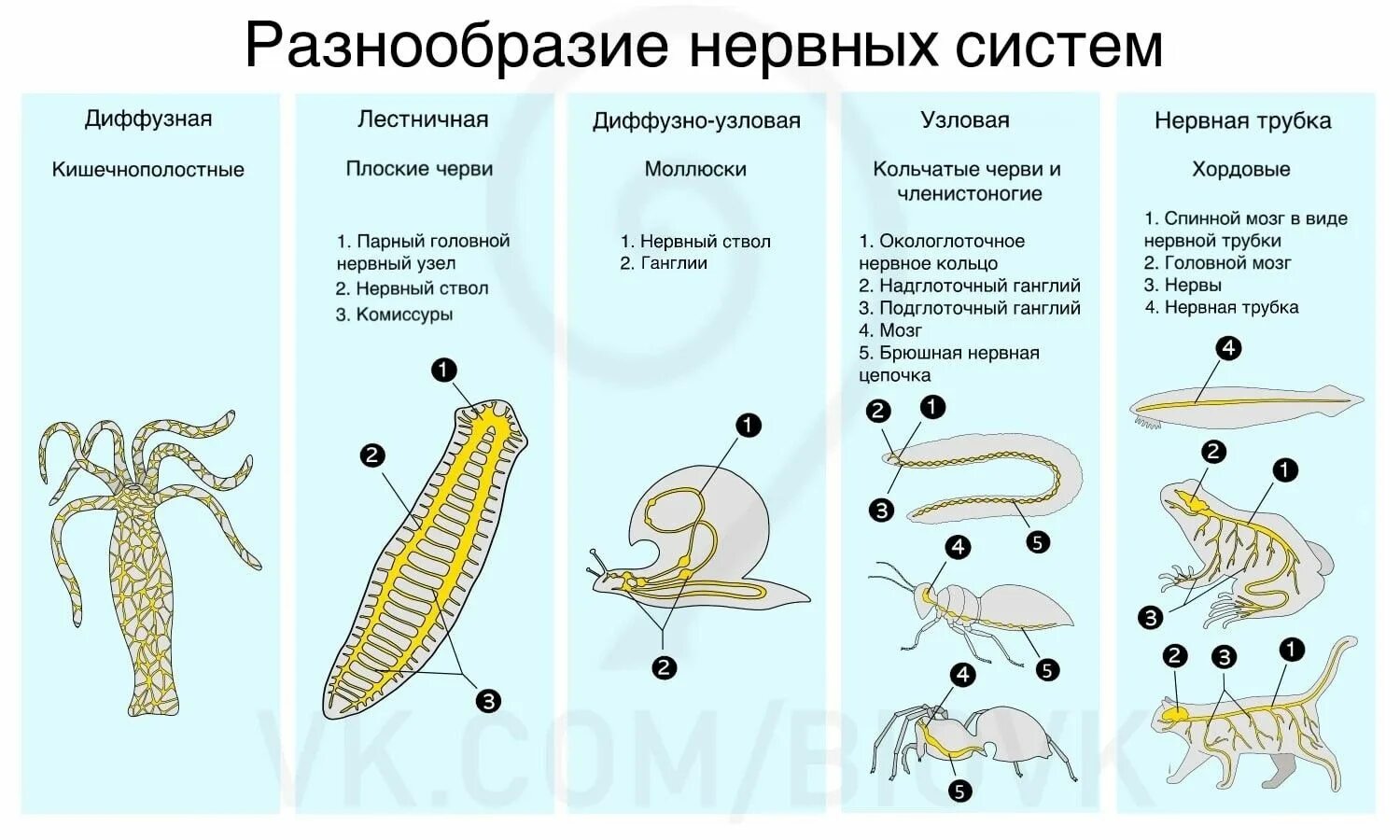 Назовите типы нервной системы животных