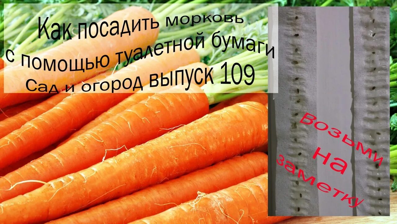 Масса выращенной моркови в 3 раза. Сажаем морковь с помощью туалетной бумаги. Наклеивание семян моркови на туалетную бумагу. Наклеить семена моркови для посадки как. Семена на туал бумаге.