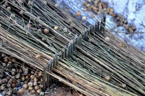 Plant fiber