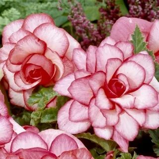 Бегония rose