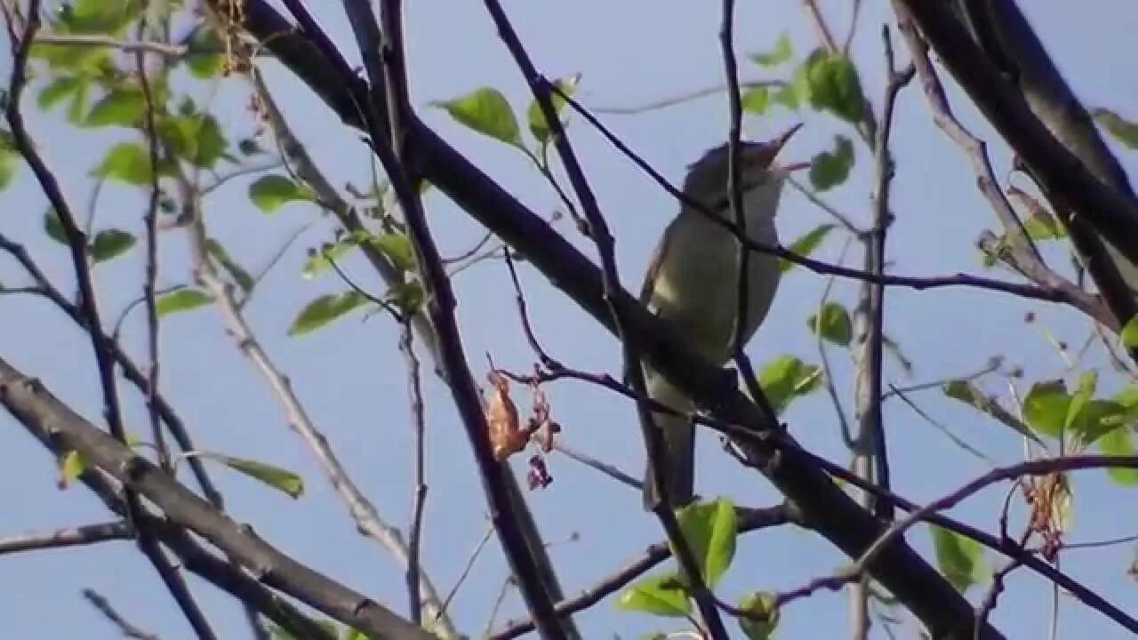 Пение соловьев видео. Сибирский Соловей. Пение птиц рано утром. Птицы Поющие рано утром. Какие птицы поют в мае рано утром.